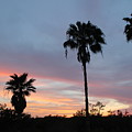 Palm tree silhouettes